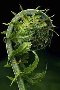 fern unfurling